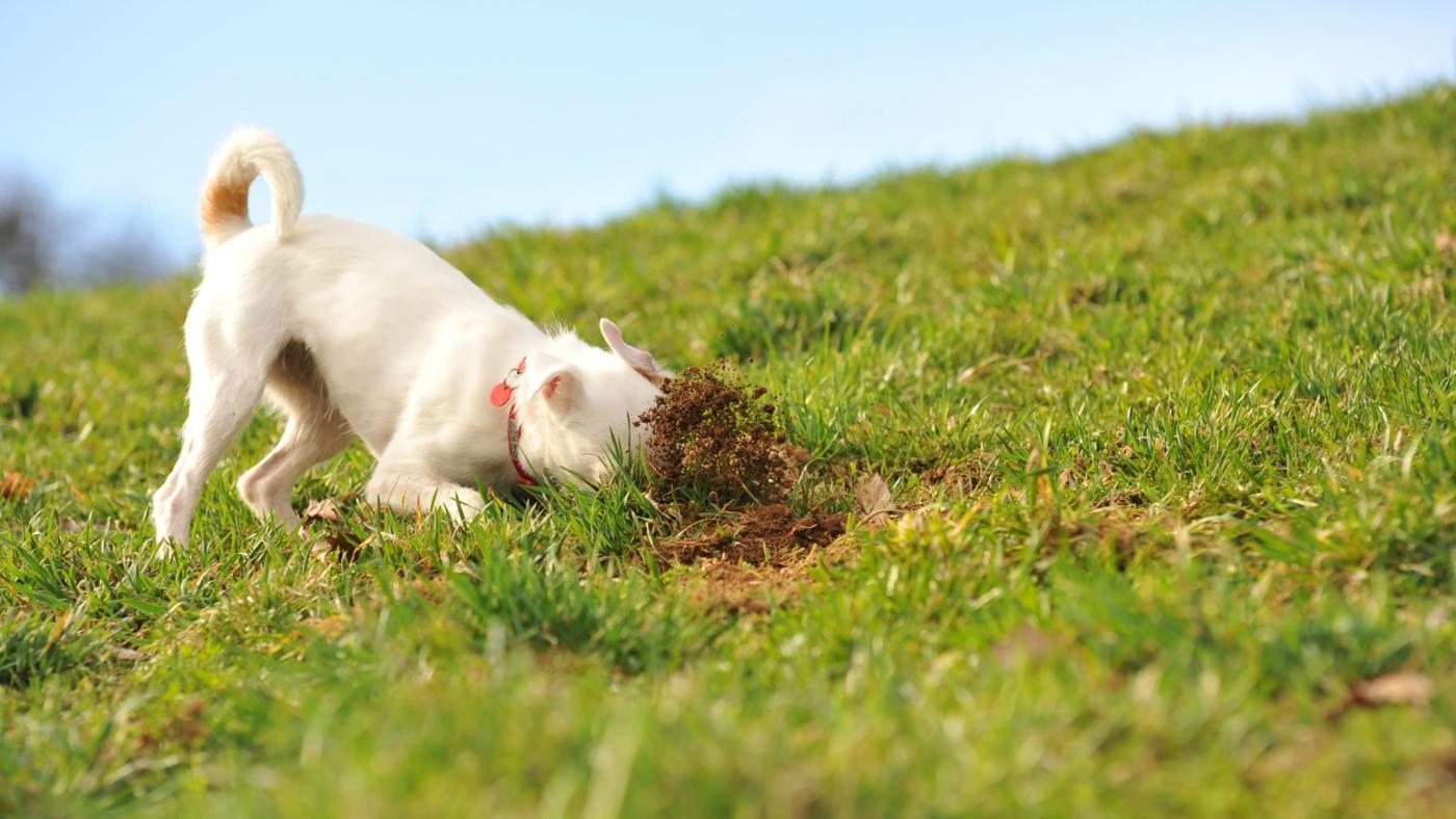 The dog in the garden. Собака нюхает. Собака подбирает с земли. Щенок принюхивается. Собака нюхает землю.